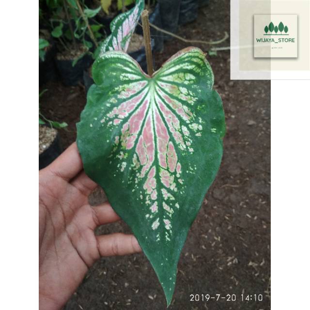 Tanaman Hias Keladi Wayang Keladi  Bibit Keladi Wayang Merah Muda Pink