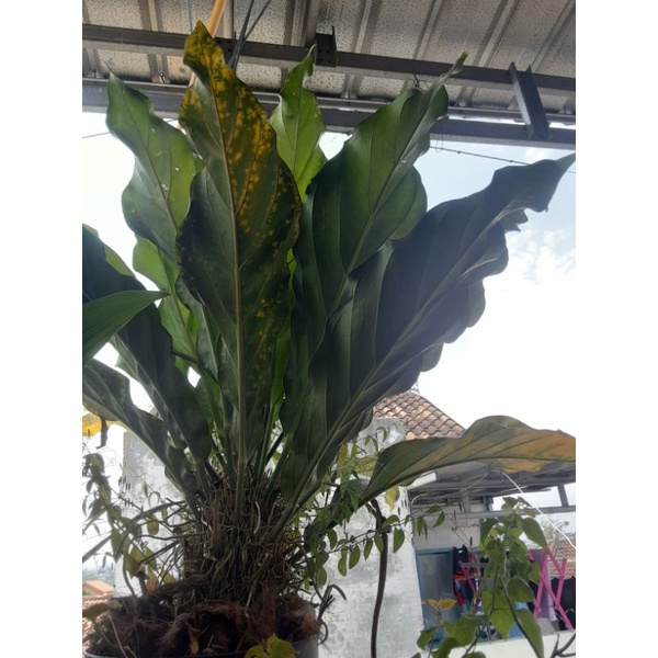 Anthurium | Gelombang Cinta Jumbo