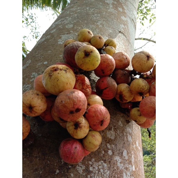 

Buah loa segar (elo, lowa, Ficus Glomerata )