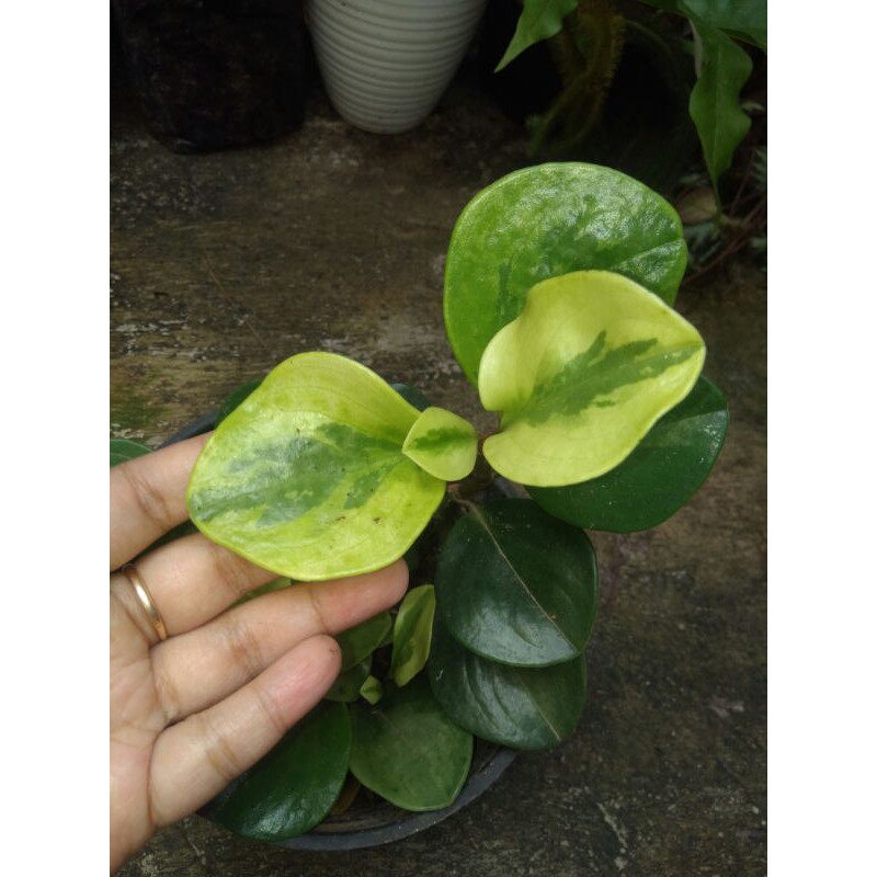 Peperomia varigata