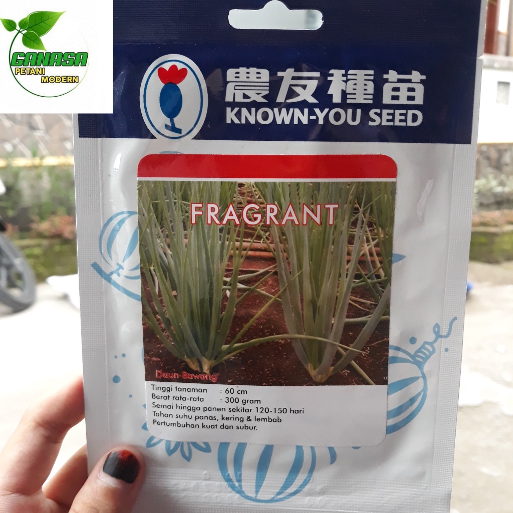 Daun Bawang Benih Daun Bawang / Benih Daun Pre Fragrant