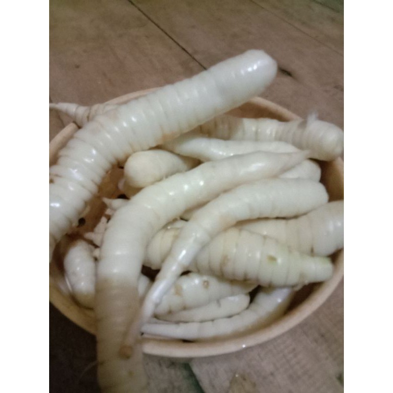 

Ubi Terigu Garut Segar 100gr