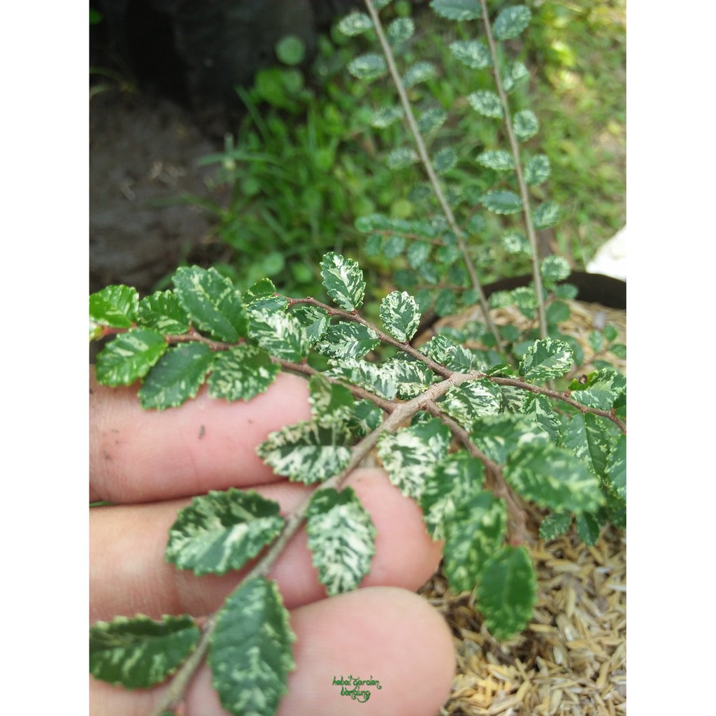 Promo Tanaman Ulmus micro bahan bonsai Limited