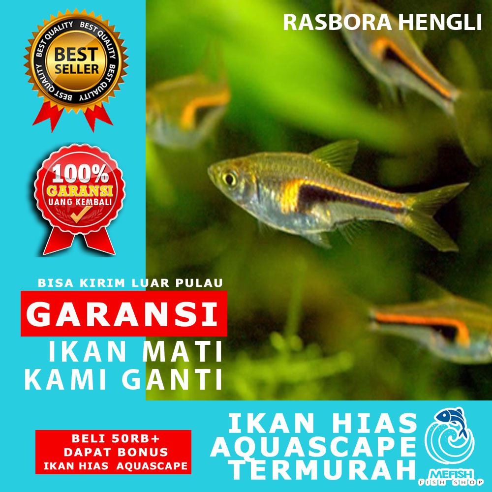 97 Ikan Hias Air Laut Sponge Gratis Terbaik