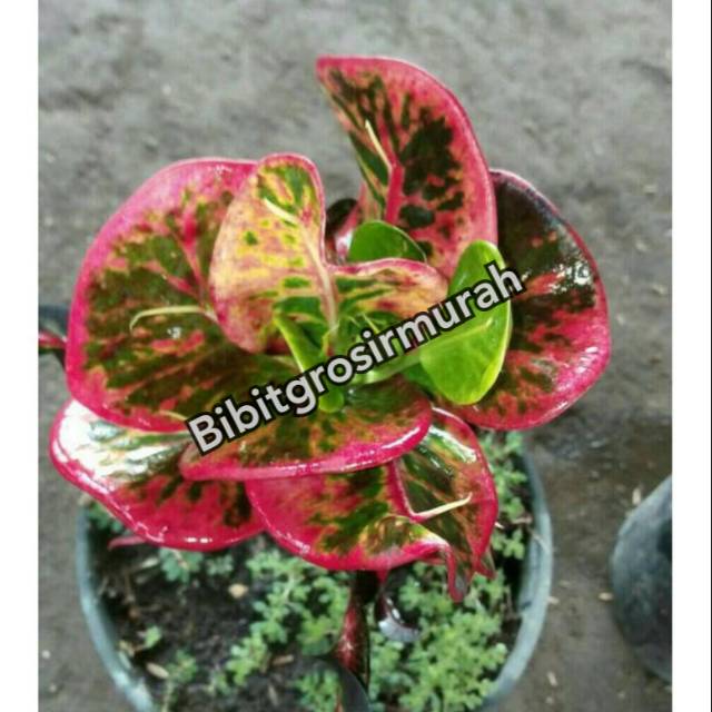 bunga puring apel merah super unggul