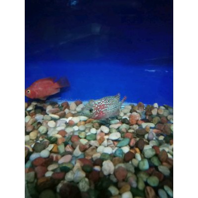 Burayak Louhan Kamfa Super Vvip Limited