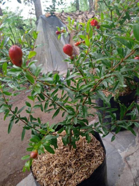 BIBIT DELIMA MERAH JUMBO BERBUAH