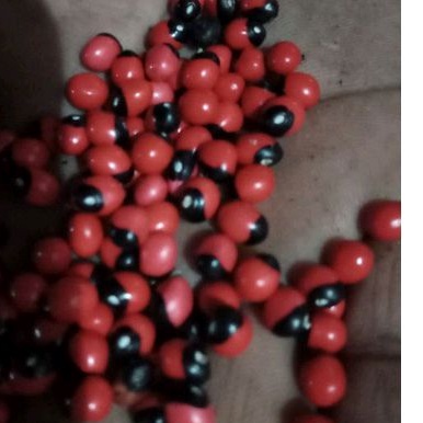 biji saga/Sogo Telik/saga rambat 50 biji