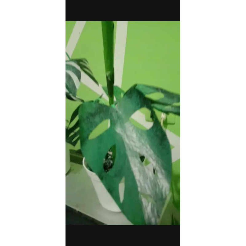 kembang janda bolong