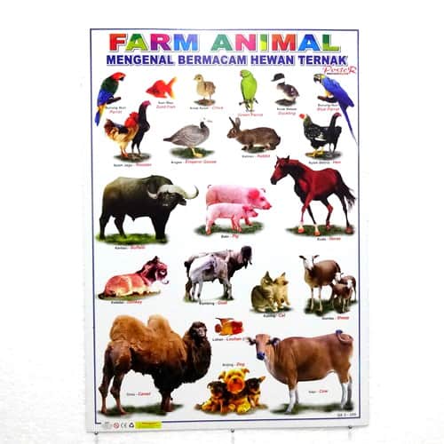 Grosir Poster Dinding Berbagai Macam Hewan Ternak