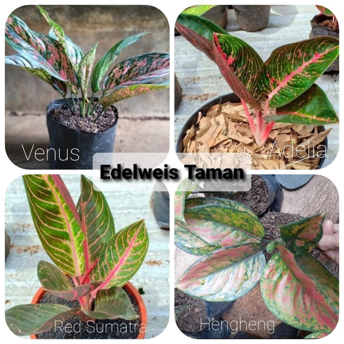 Paket Murah Aglonema/Paket Tanaman Hias Aglonema Murah