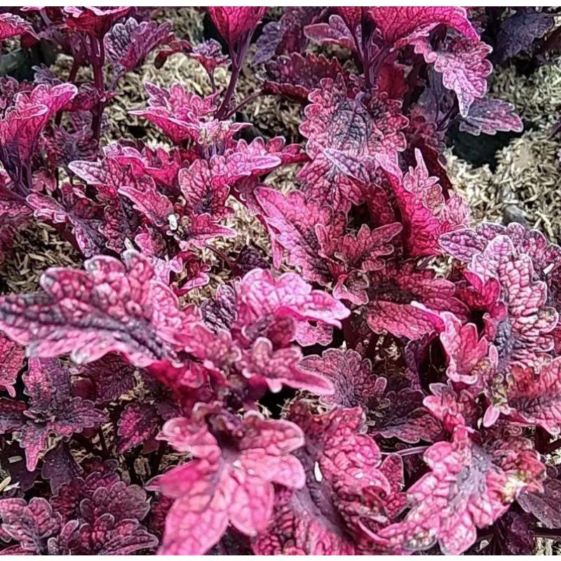 Tanaman Hias Miana Ekor Naga Merah, Miana Ekor Naga Merah