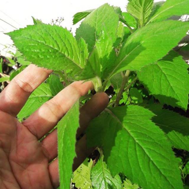 

Daun sintrong / ejle segar 1 kg