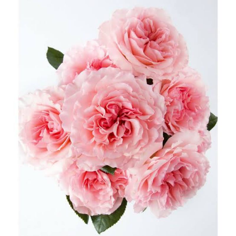 Bunga Mawar Import MAYRA (dewasa) - mawar import murah - tanaman hias