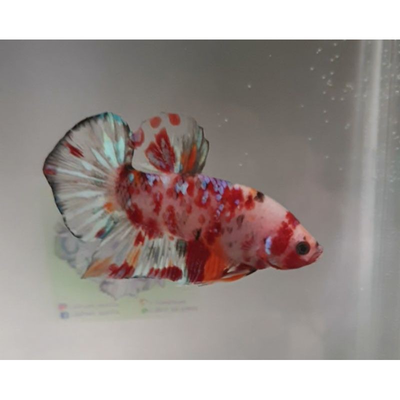 Ikan/Cupang/Giant/Koi/Multi/Galaxy