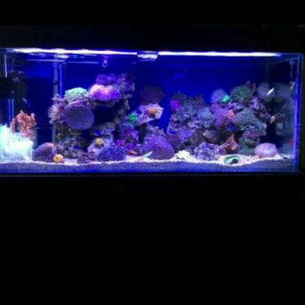 aquarium air laut full sett dengan cabinet dan chiller