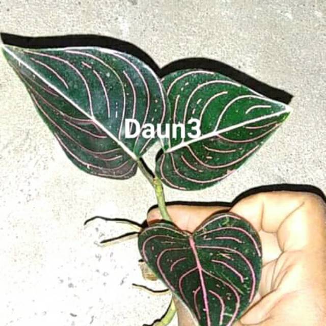 Aglonema rotundum Aceh - aglonema rotundum