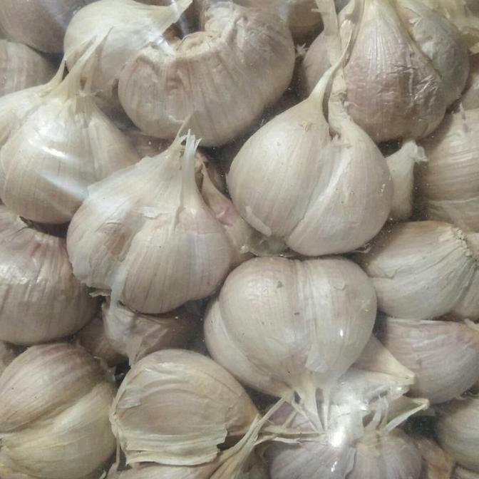 

Big Sale bawang putih kating Big Sale