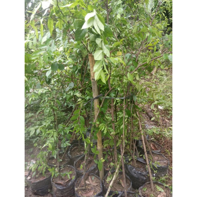 bibit anting putri cangkok