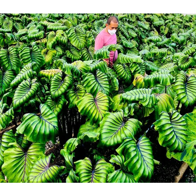 colocasia paraokh mask