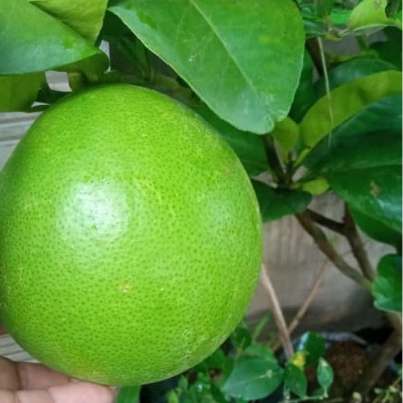 Bibit Jeruk Bali Madu Sudah Berbuah Bibit Jeruk Bali Madu Jumbo Berbuah