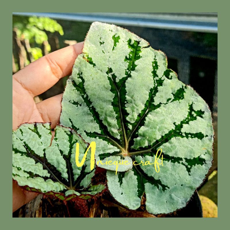 Tanaman hias begonia silver dollar