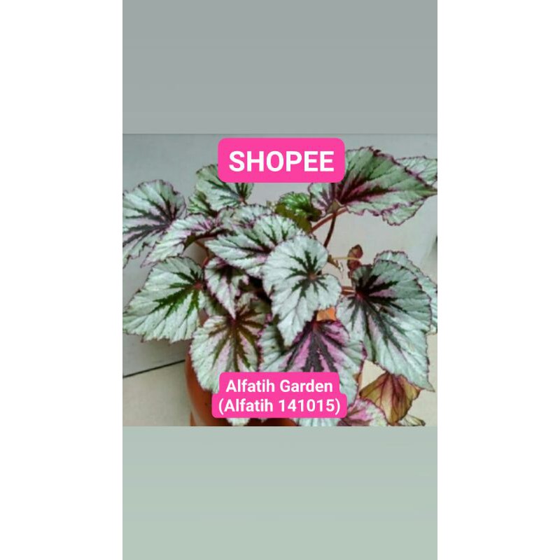 PROMO// Tanaman Hias Begonia Rex Beleaf-Begonia Rex Sirver-Tanaman hias-Begonia Rex Sirver Beleaf