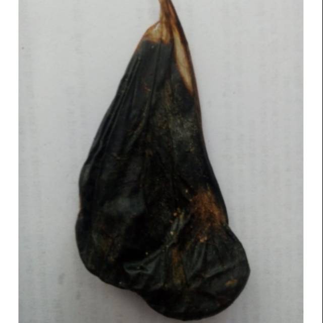 EMPEDU ULAR SANCA KEMBANG ULAR SAWAH OBAT ASMA REMATIK KENCING MANIS MENGHALUSKAN KULIT MENURUNKAN K