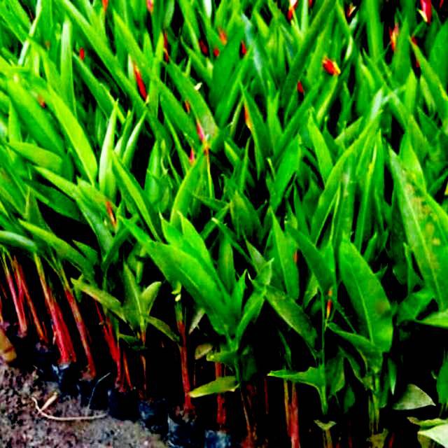 Tanaman Hias Pisang Pisangan Bunga Merah Kuning - Tanaman Hias
