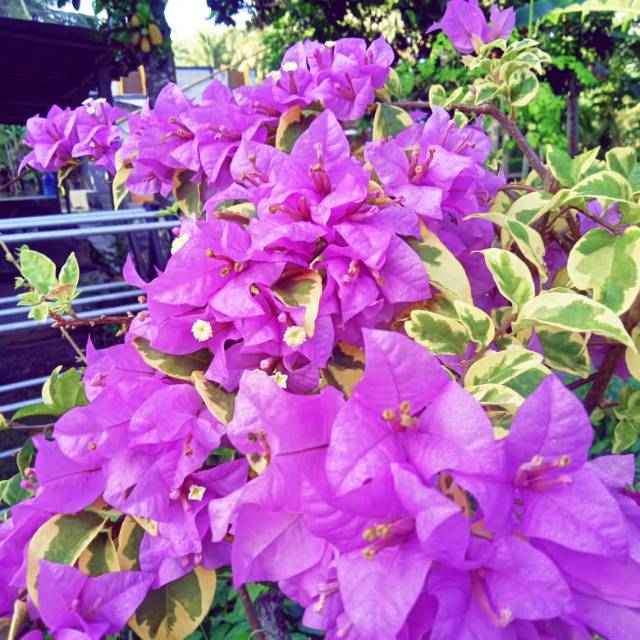 Bougenville Varigata Ungu (bibit)