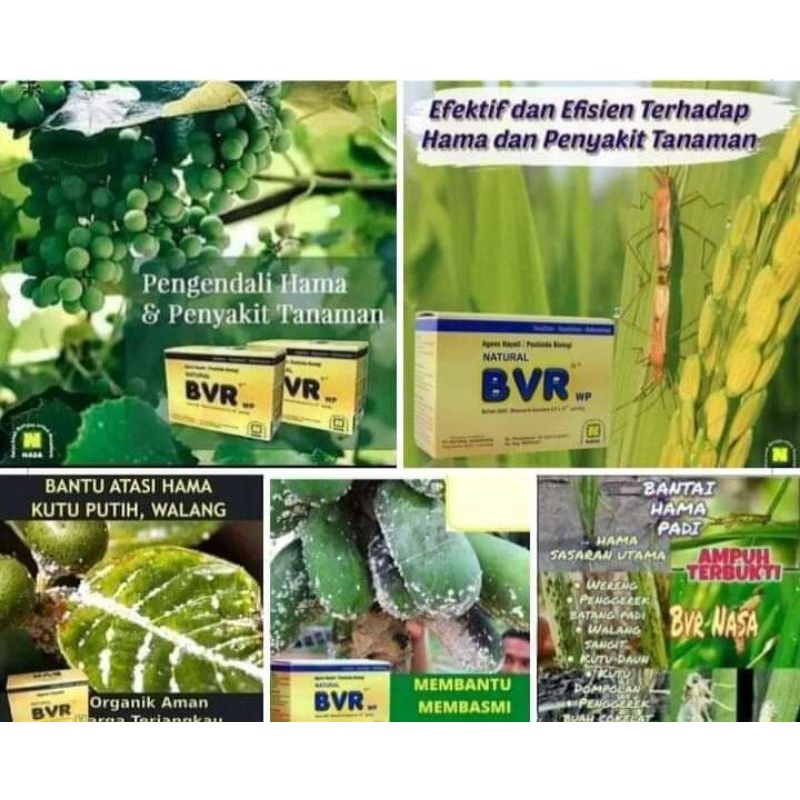 obat BVR / kutu putih untuk tanaman
