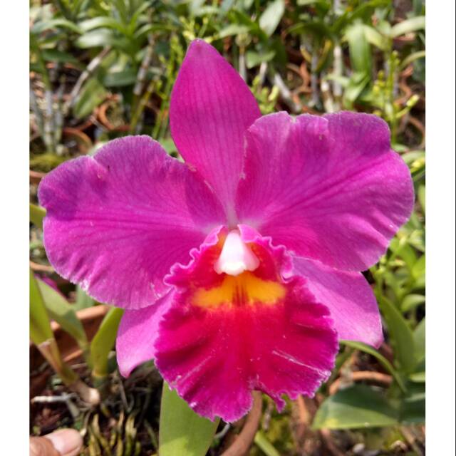 Paket Anggrek Cattleya Mini Thailand