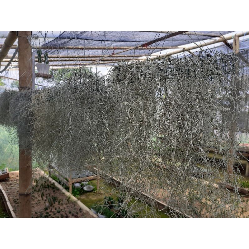Tanaman Hias | Udara | Tillandsia Usneioides | Jenggot Nabi/Musa | Spanish Moss