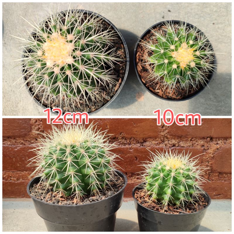 Echinocactus Grusoni/Golden Barrel | DP 12cm