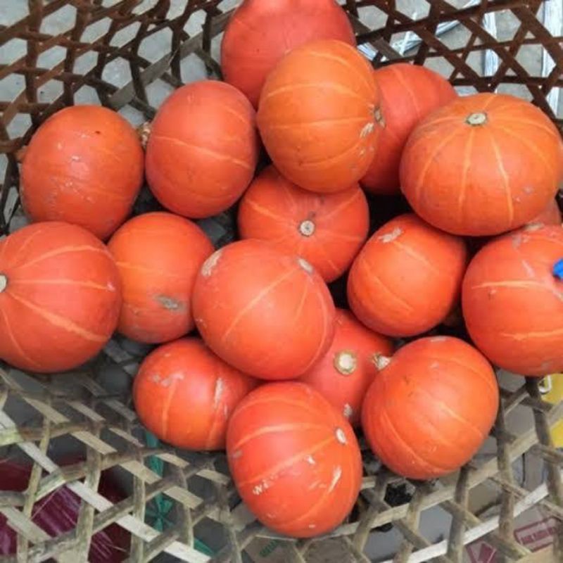 

kaboca kabocha oren labu jepang combucha