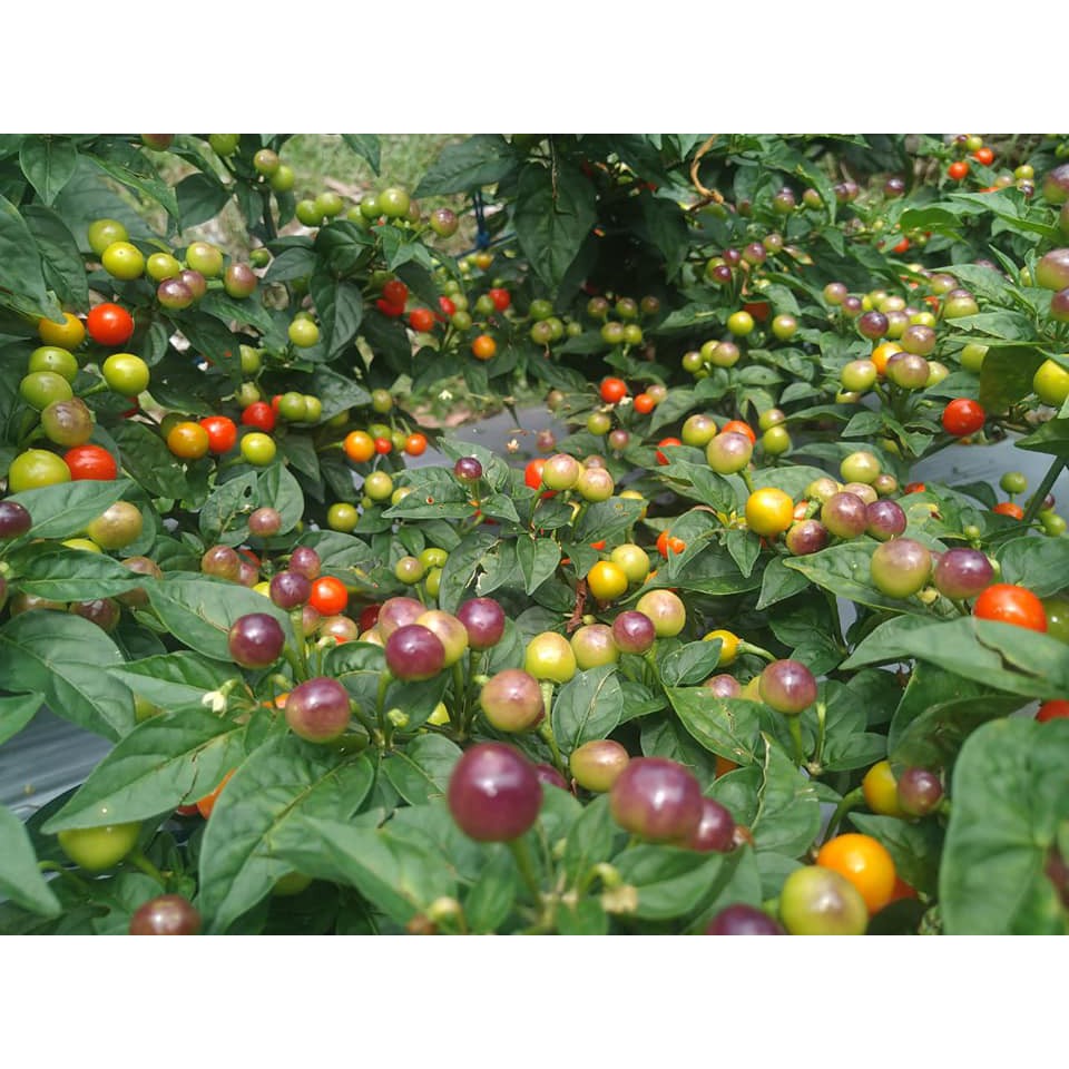 Benih Bibit Biji - Cabai Red Fire (Buah Sangat Produktif) Pepper Seeds