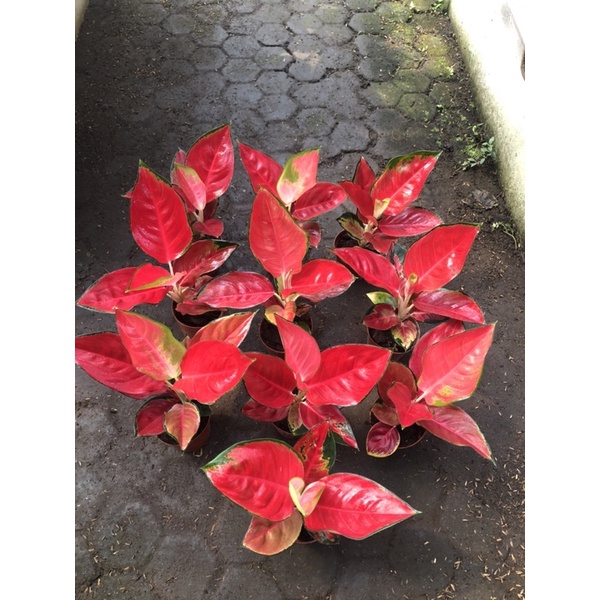 aglaonema suksom jaipong