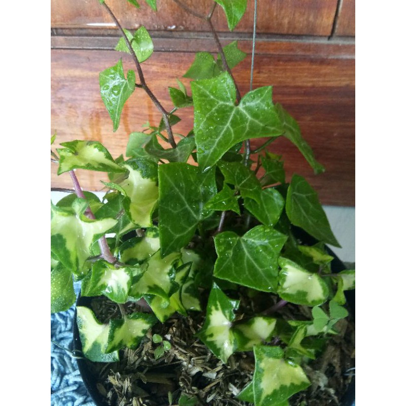 English Ivy / Ivy Variegata