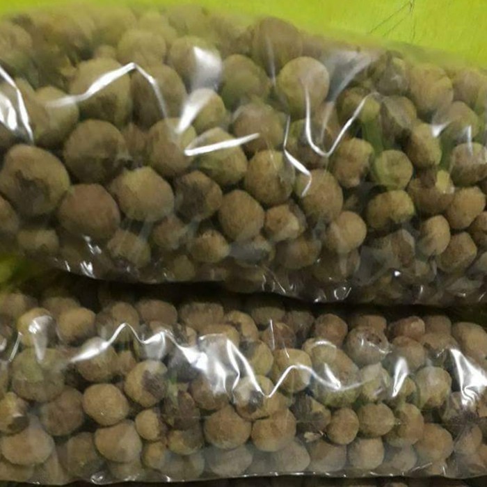 5 Ons Biji Benih Jati Hybrid emas Super