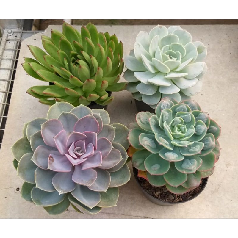 Paket Sukulen Jumbo