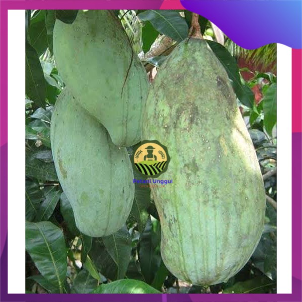 bibit mangga mahatir jumbo