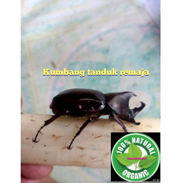 kumbang tanduk remaja