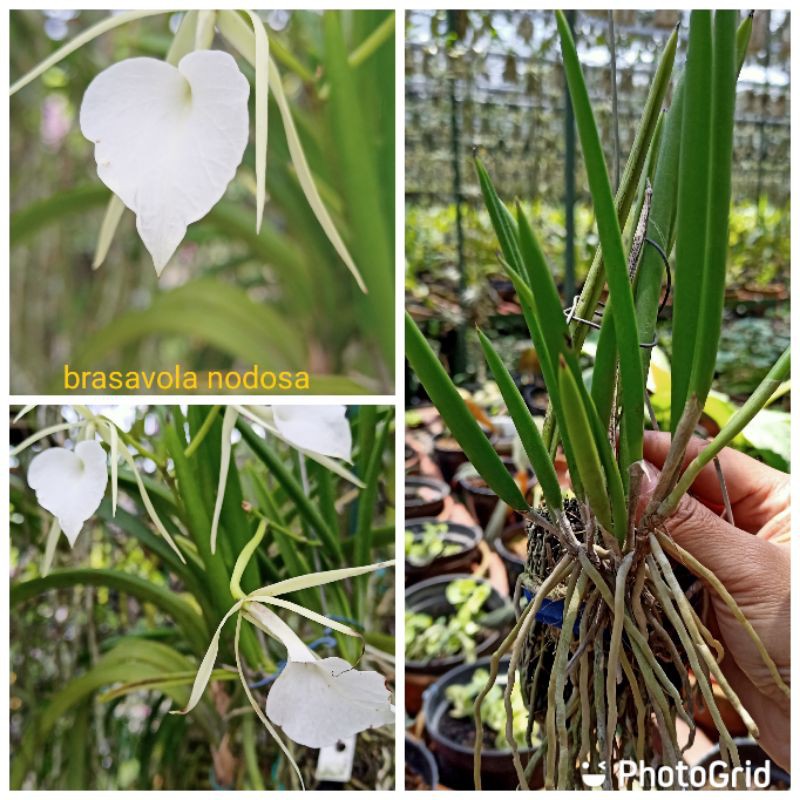 brassavola nodosa