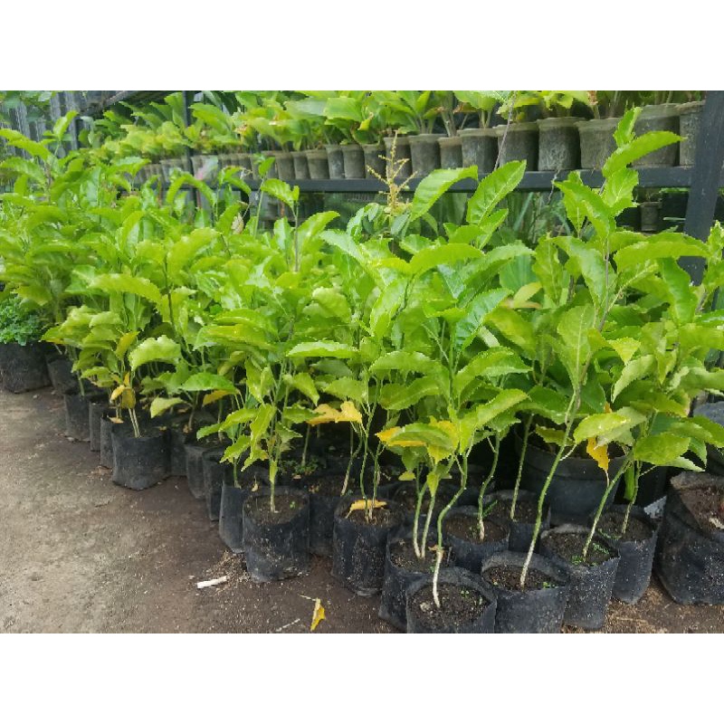 bibit markisa madu ( bukan konyal ) markisa manis