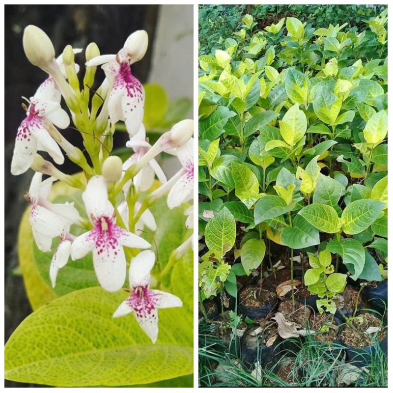 tanaman/melati jepang tanaman hias melati jepang/bibit melati jepang