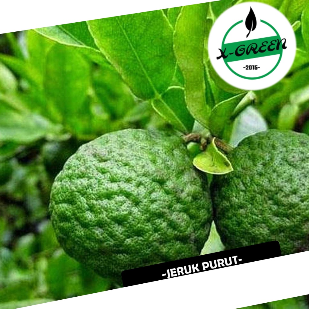 Pohon Buah Jeruk Purut, Jeruk Bumbu, Jeruk Pecel, 65cm - (X-Green)