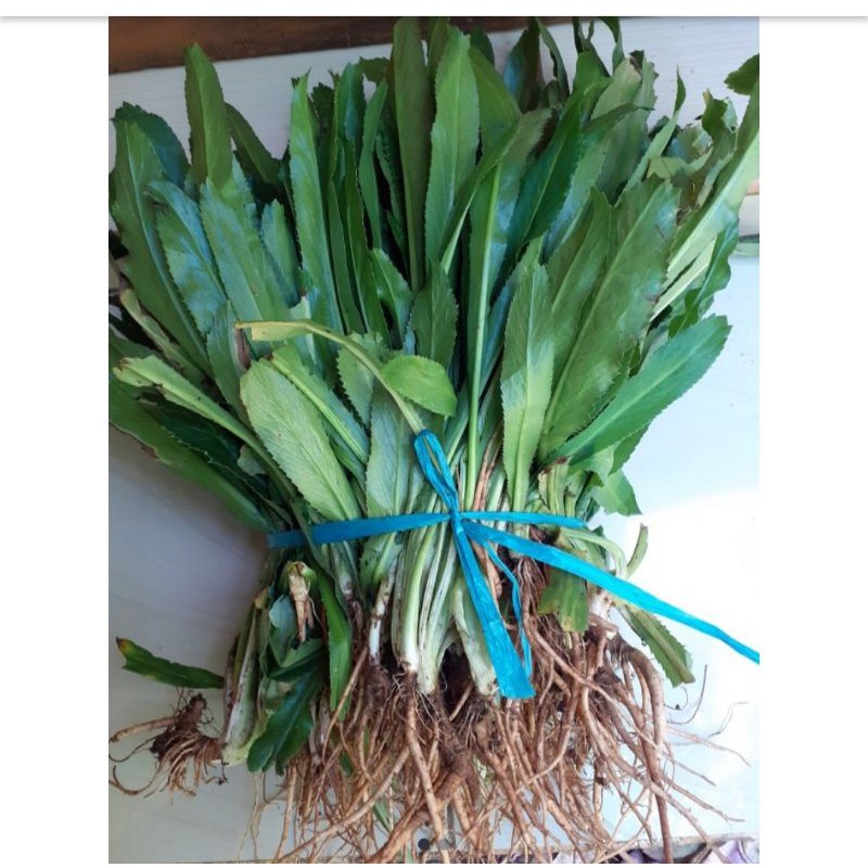 

daun walang sangit 500gr