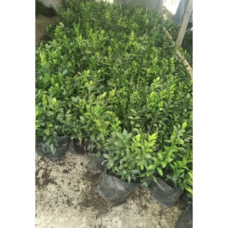 bibit daun potong ruskus