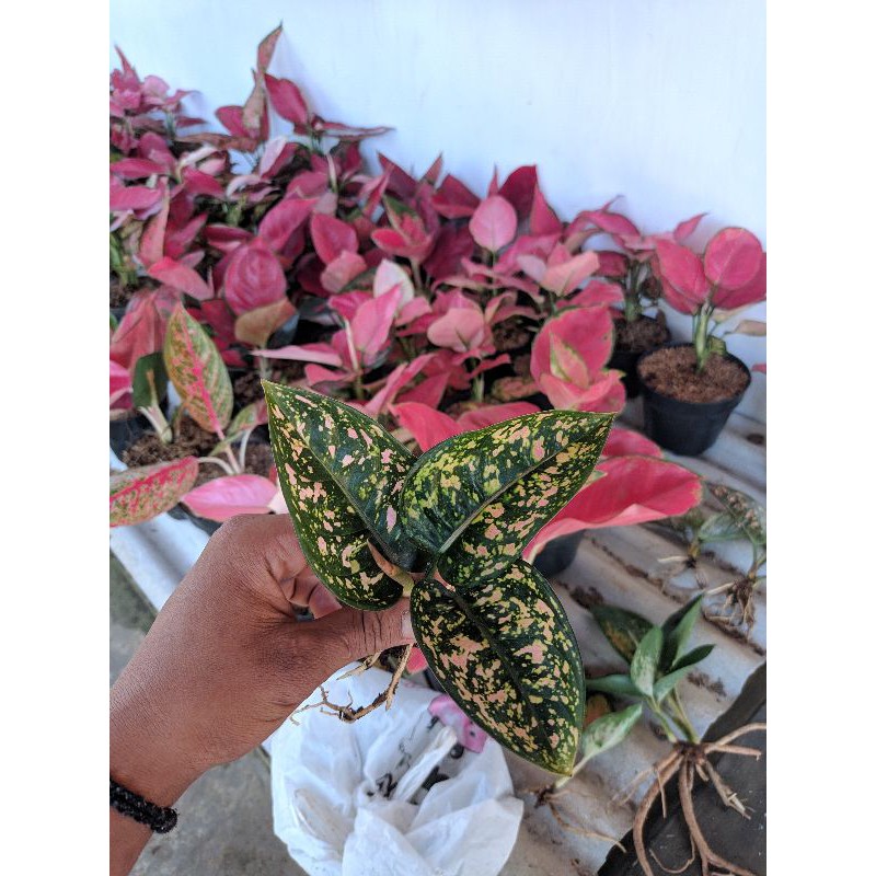 AGLAONEMA RUBY COMPAKTA
