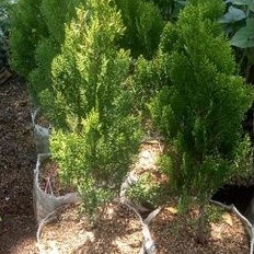 cemara kipas, pohon cemara kipas